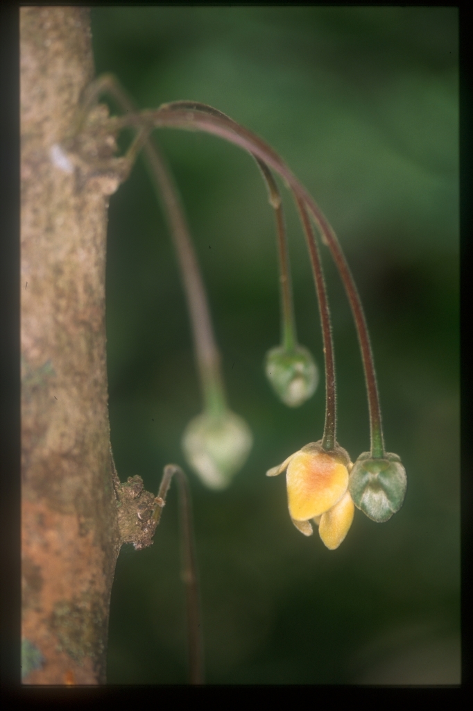 Cremastosperma bullatum