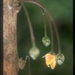 Cremastosperma bullatum - Photo (c) Michael D. Pirie, some rights reserved (CC BY)