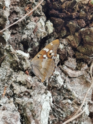 Apatura ilia