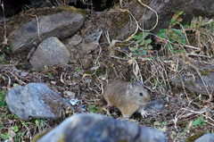 Ochotona macrotis