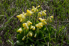 Primula veris macrocalyx