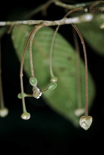 Cremastosperma bullatum (Cremastosperma bullatum)