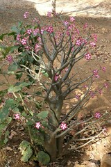 Adenium multiflorum image