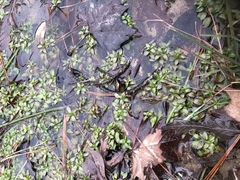 Ludwigia repens