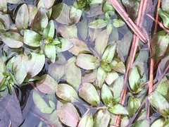 Ludwigia repens
