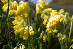Primula veris macrocalyx