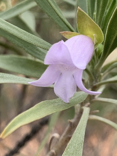 Eremophila freelingii F.Muell.