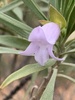 Limestone Fuchsia - Photo (c) PinaT, some rights reserved (CC BY-NC), uploaded by PinaT