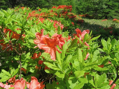 Rhododendron japonicum, photograph 5