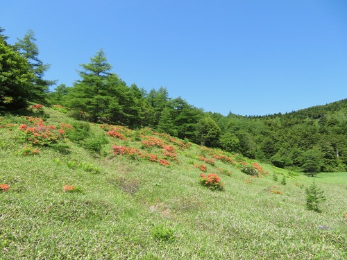 Rhododendron japonicum, photograph 4