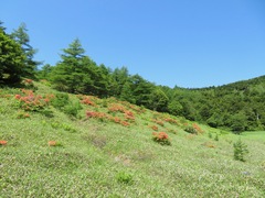 Rhododendron japonicum, photograph (c) Marco Mussita, some rights reserved (CC BY)