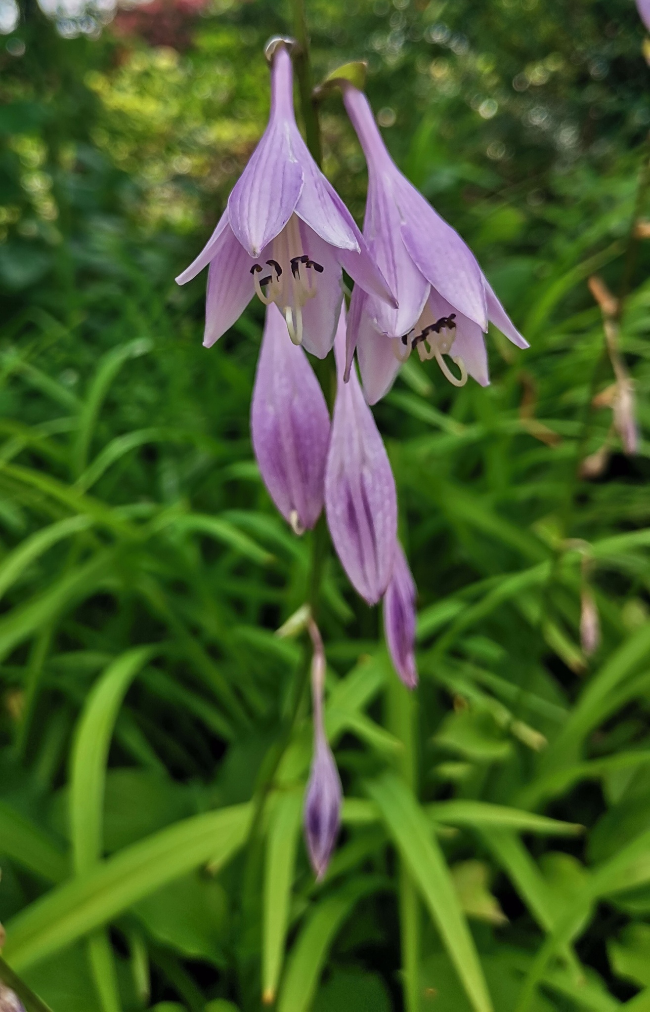 Hosta