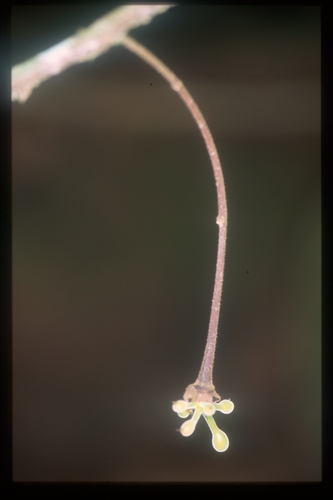 Cremastosperma bullatum (Cremastosperma bullatum)