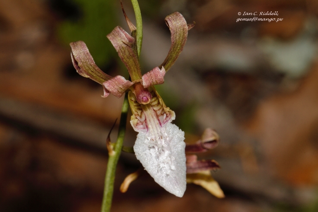 Eulophia venulosa