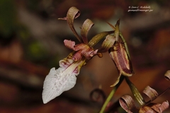 Eulophia venulosa image