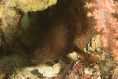 Cephalopholis cyanostigma