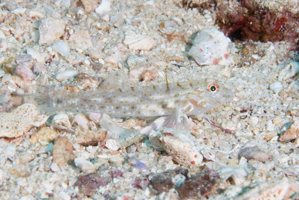 Slender Sandgoby