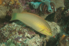 Halichoeres solorensis