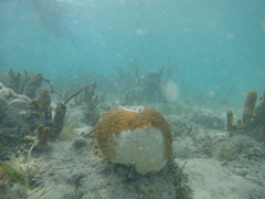 Dichocoenia stokesii