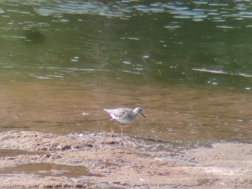 Wood Sandpiper