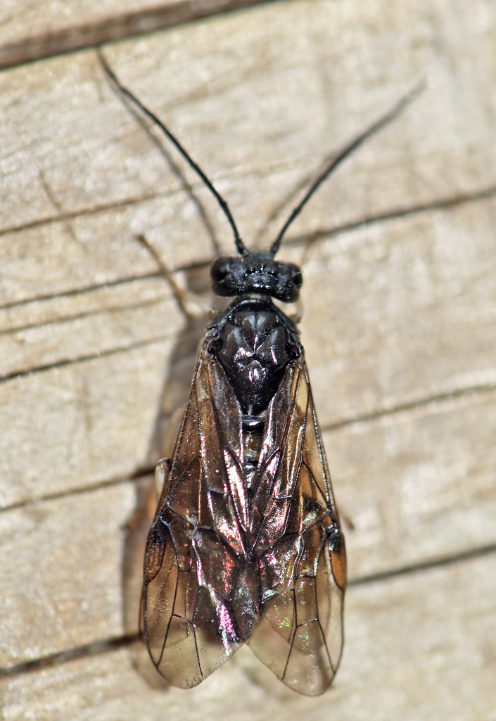 Cladius aeneus