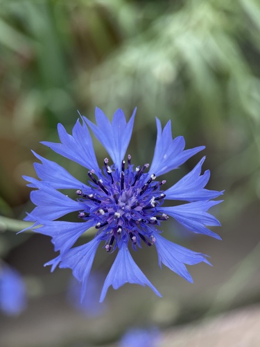 Cornflower