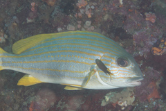 Plectorhinchus chrysotaenia