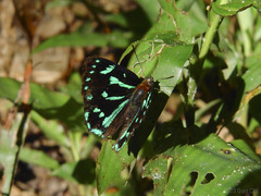 Simiskina pharyge