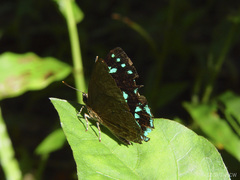 Simiskina pharyge