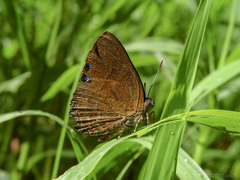 Simiskina pharyge