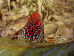 Paralaxita damajanti
