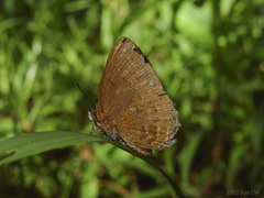 Simiskina pharyge