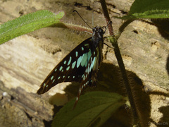 Graphium bathycles