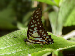 Graphium bathycles