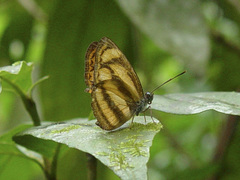 Lasippa tiga siaka