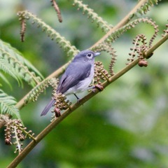 Melaenornis fischeri