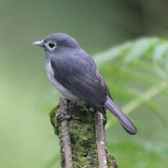 Melaenornis fischeri
