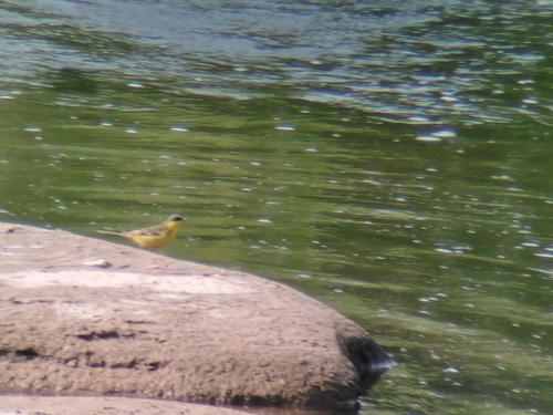 Eastern Yellow Wagtail