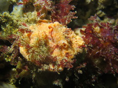 Hymeniacidon perlevis