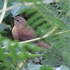 Bradypterus cinnamomeus