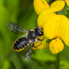 Megachile relativa