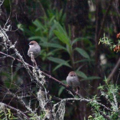 Cisticola hunteri