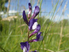 Vicia onobrychioides