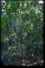 Cremastosperma monospermum