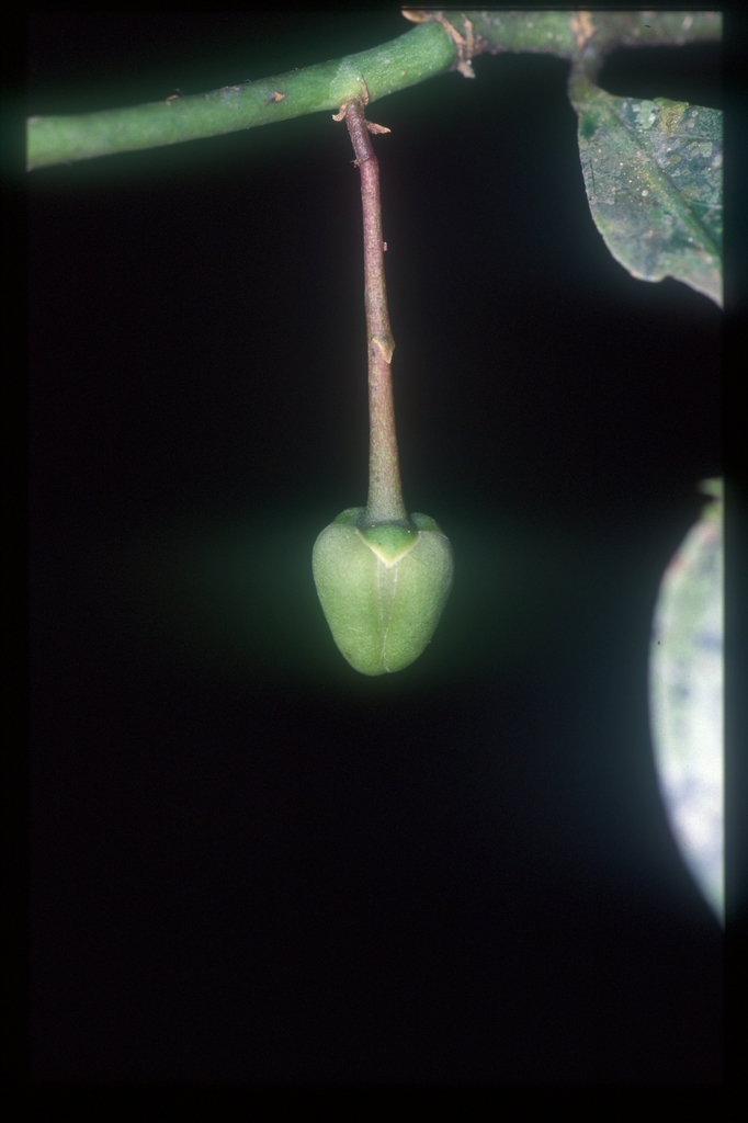Cremastosperma monospermum