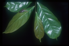 Cremastosperma monospermum