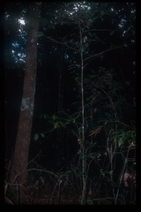 Cremastosperma monospermum