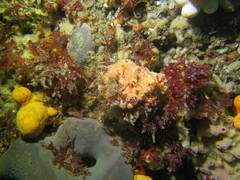 Hymeniacidon perlevis