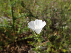 Malva setigera