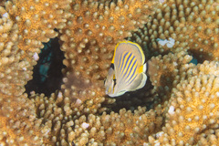 Chaetodon pelewensis